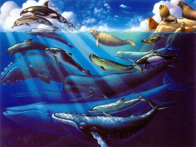 壁纸800x600鲸鱼与海豚壁纸 鲸鱼与海豚壁纸 鲸鱼与海豚图片 鲸鱼与海豚素材 动物壁纸 动物图库 动物图片素材桌面壁纸