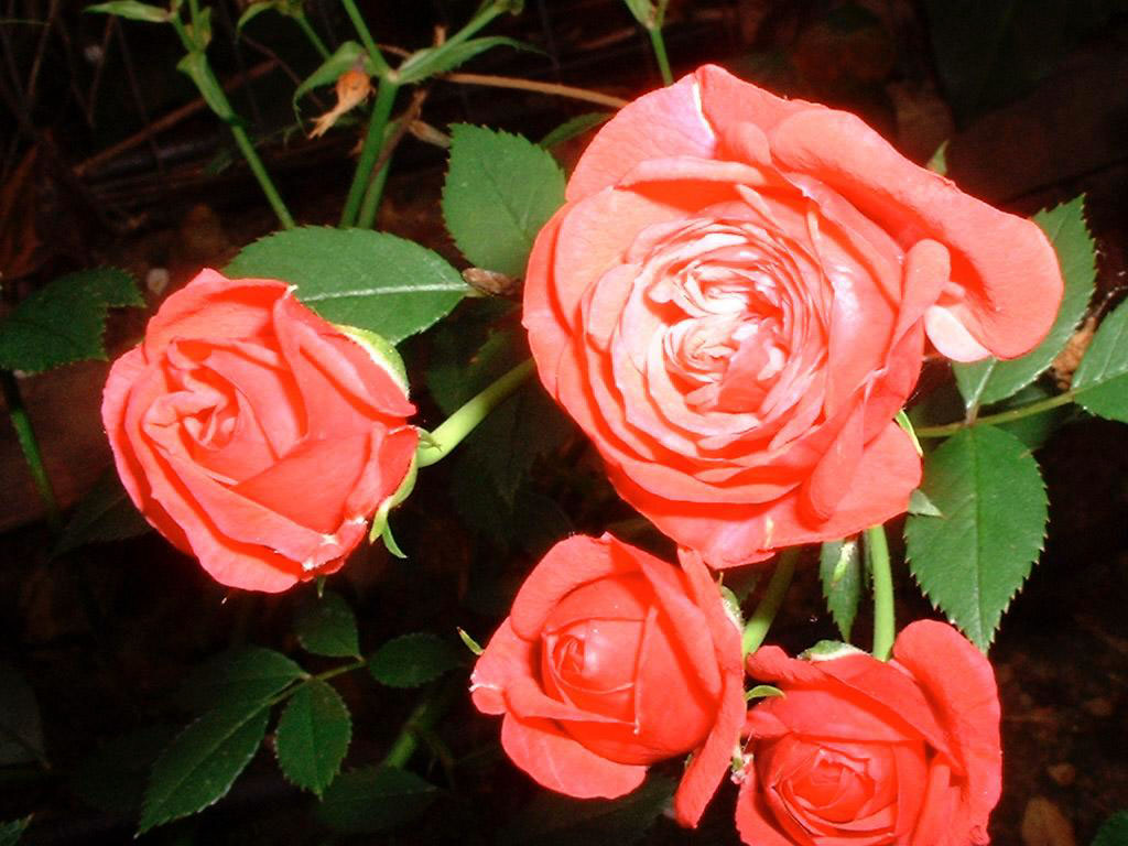 壁纸1024x768爱的表述 玫瑰壁纸 爱的表述-玫瑰壁纸 爱的表述-玫瑰图片 爱的表述-玫瑰素材 植物壁纸 植物图库 植物图片素材桌面壁纸