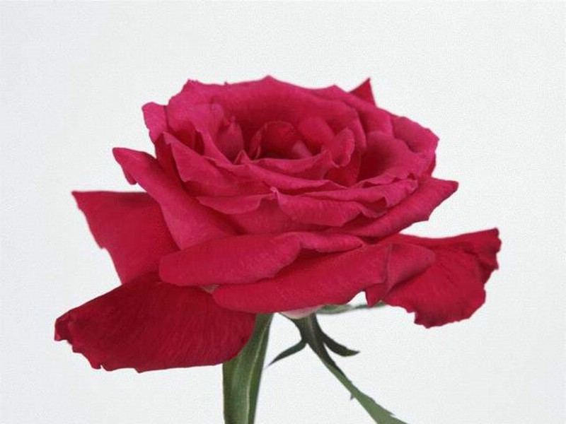 壁纸800x600爱的表述 玫瑰壁纸 爱的表述-玫瑰壁纸 爱的表述-玫瑰图片 爱的表述-玫瑰素材 植物壁纸 植物图库 植物图片素材桌面壁纸