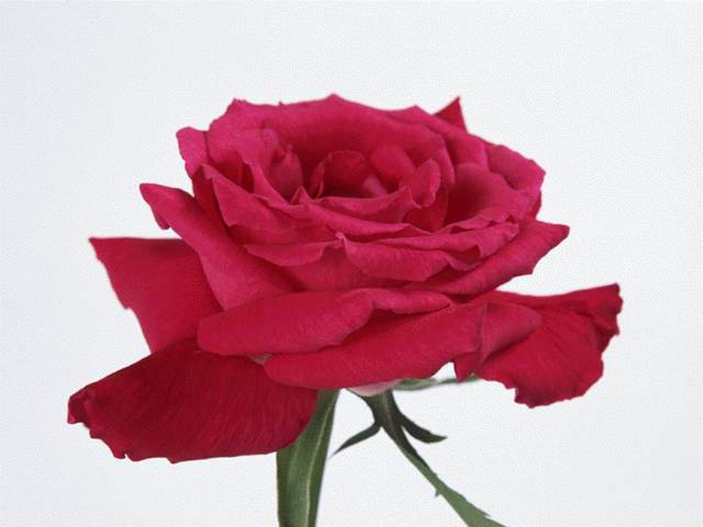 壁纸1024x768爱的表述 玫瑰壁纸 爱的表述-玫瑰壁纸 爱的表述-玫瑰图片 爱的表述-玫瑰素材 植物壁纸 植物图库 植物图片素材桌面壁纸