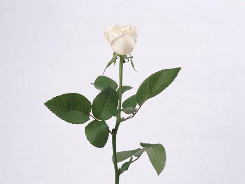 壁纸800x600爱的表述 玫瑰壁纸 爱的表述-玫瑰壁纸 爱的表述-玫瑰图片 爱的表述-玫瑰素材 植物壁纸 植物图库 植物图片素材桌面壁纸