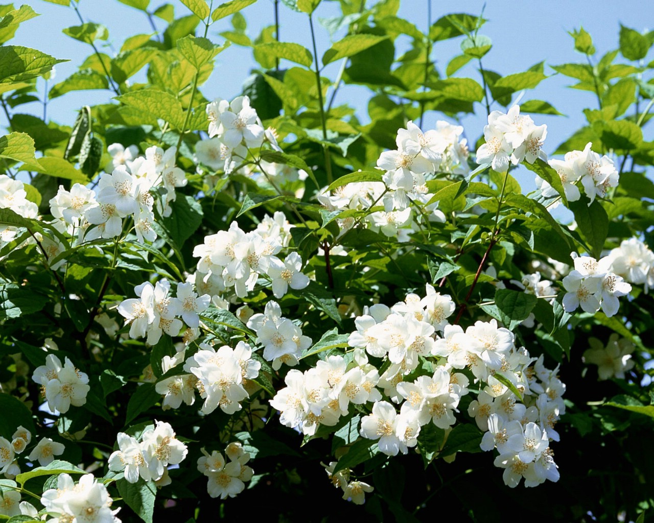 壁纸1280x1024白色花朵壁纸壁纸 白色花朵壁纸壁纸 白色花朵壁纸图片 白色花朵壁纸素材 植物壁纸 植物图库 植物图片素材桌面壁纸