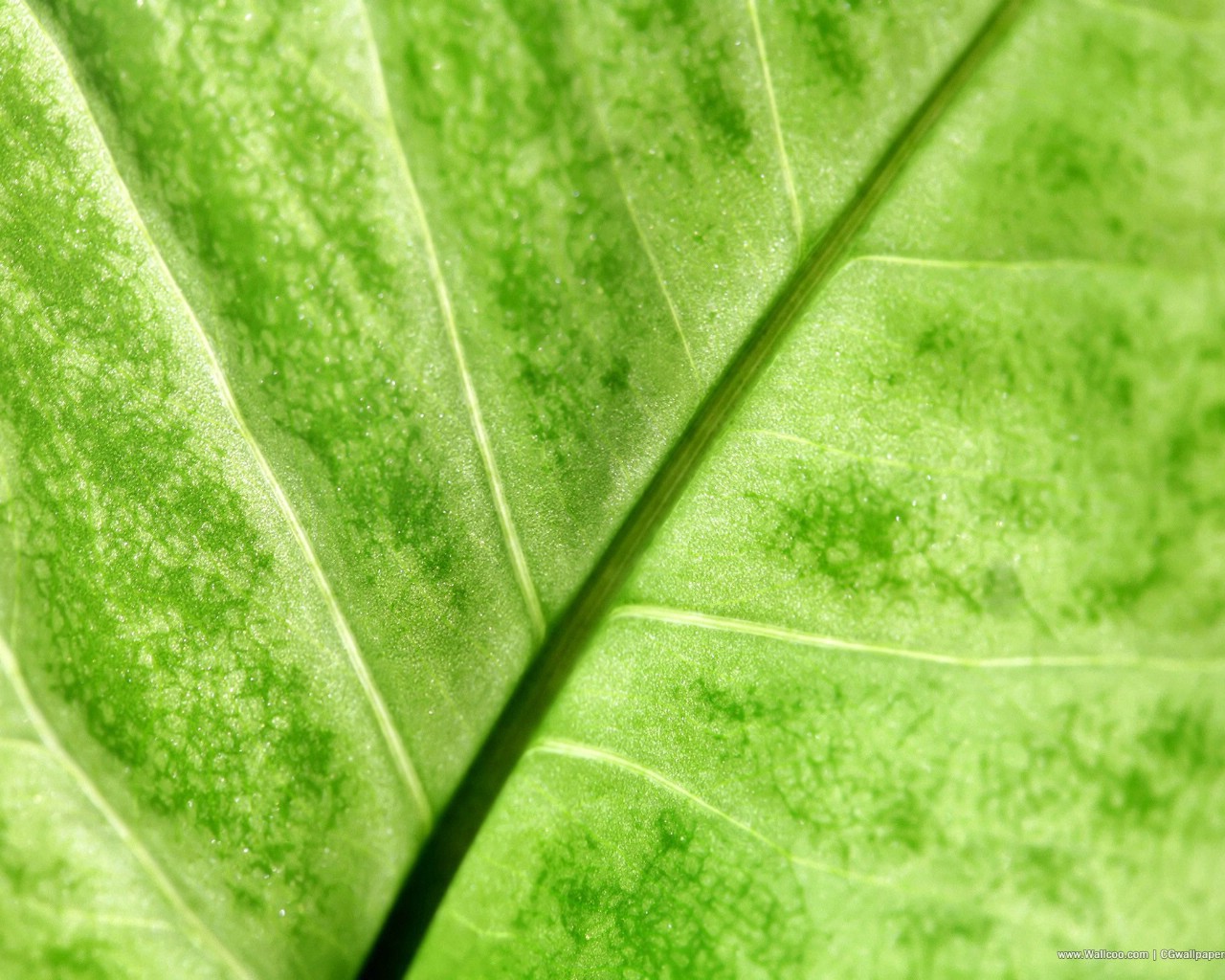 壁纸1280x1024高清晰植物绿叶壁纸 高清晰植物绿叶壁纸 高清晰植物绿叶图片 高清晰植物绿叶素材 植物壁纸 植物图库 植物图片素材桌面壁纸