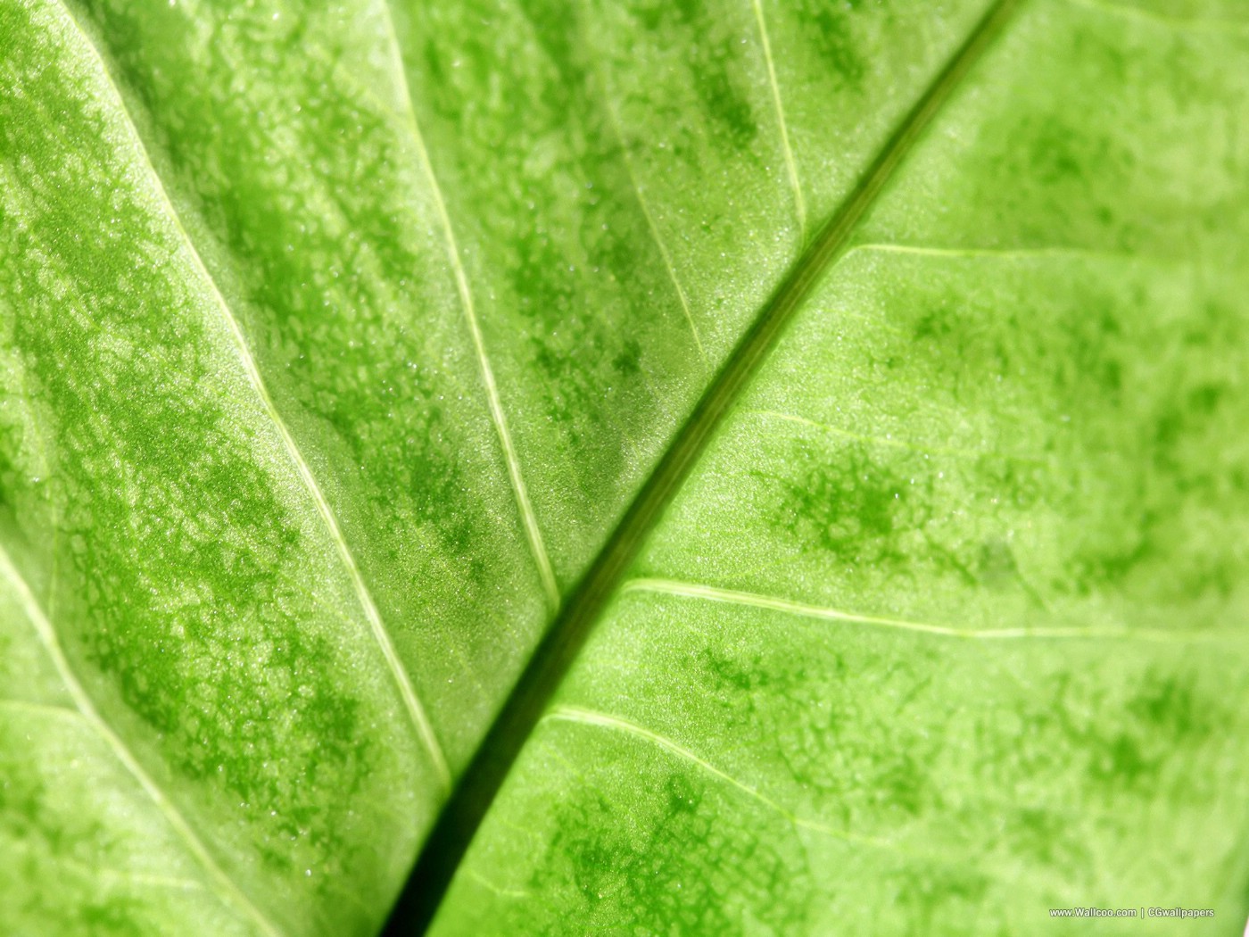 壁纸1400x1050高清晰植物绿叶壁纸 高清晰植物绿叶壁纸 高清晰植物绿叶图片 高清晰植物绿叶素材 植物壁纸 植物图库 植物图片素材桌面壁纸