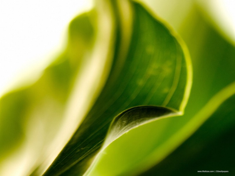 壁纸800x600高清晰植物绿叶壁纸 高清晰植物绿叶壁纸 高清晰植物绿叶图片 高清晰植物绿叶素材 植物壁纸 植物图库 植物图片素材桌面壁纸