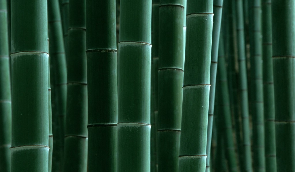 壁纸1024x600绿色竹情壁纸壁纸 绿色竹情壁纸壁纸 绿色竹情壁纸图片 绿色竹情壁纸素材 植物壁纸 植物图库 植物图片素材桌面壁纸