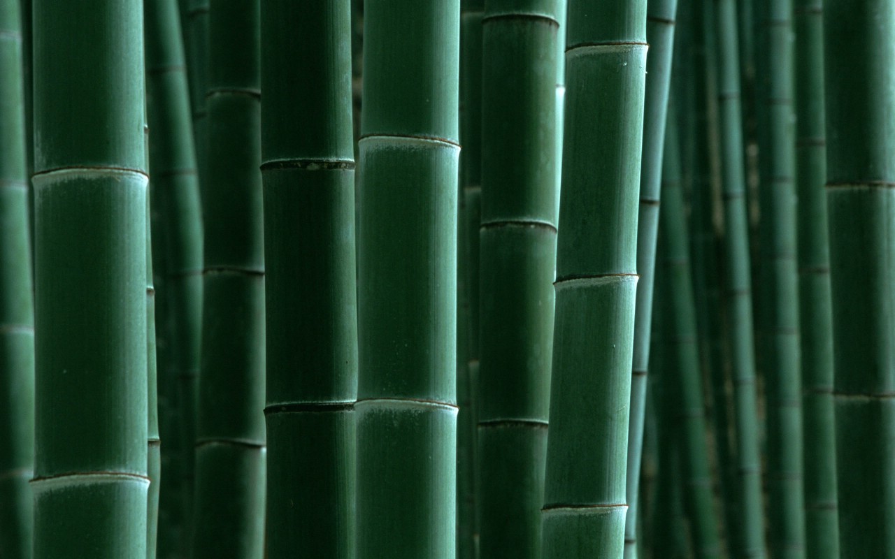 壁纸1280x800绿色竹情壁纸壁纸 绿色竹情壁纸壁纸 绿色竹情壁纸图片 绿色竹情壁纸素材 植物壁纸 植物图库 植物图片素材桌面壁纸