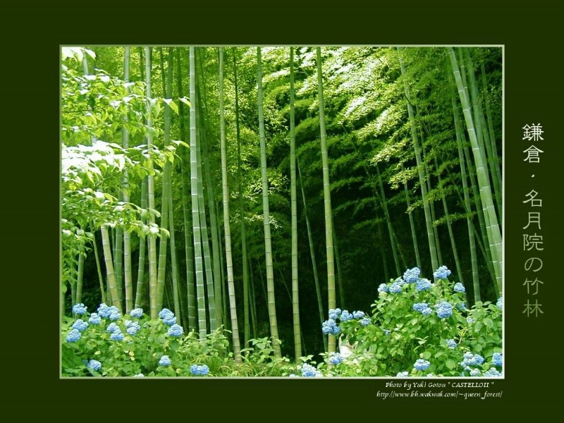 壁纸800x600如诗的风景 绿韵壁纸 如诗的风景-绿韵壁纸 如诗的风景-绿韵图片 如诗的风景-绿韵素材 植物壁纸 植物图库 植物图片素材桌面壁纸