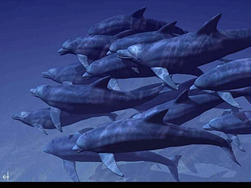 壁纸800x600海洋的精灵 海豚壁纸 海洋的精灵-海豚壁纸 海洋的精灵-海豚图片 海洋的精灵-海豚素材 动物壁纸 动物图库 动物图片素材桌面壁纸