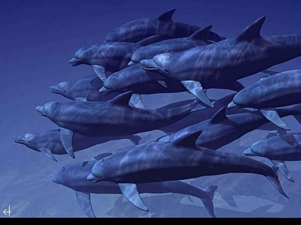 壁纸1024x768海洋的精灵 海豚壁纸 海洋的精灵-海豚壁纸 海洋的精灵-海豚图片 海洋的精灵-海豚素材 动物壁纸 动物图库 动物图片素材桌面壁纸