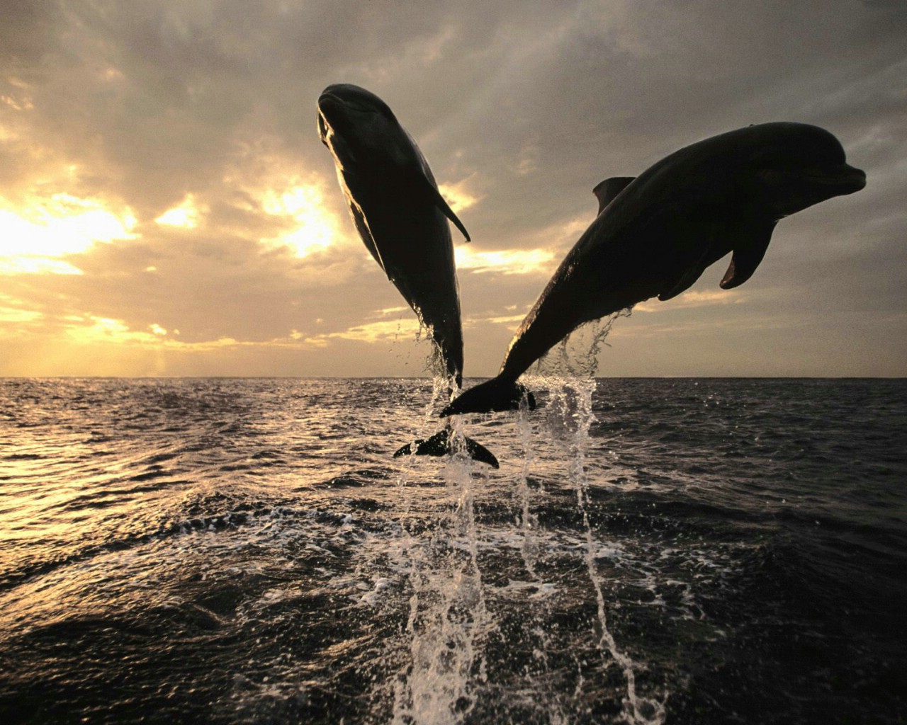 壁纸1280x1024海洋生物壁纸精选下篇壁纸 海洋生物壁纸精选下篇壁纸 海洋生物壁纸精选下篇图片 海洋生物壁纸精选下篇素材 动物壁纸 动物图库 动物图片素材桌面壁纸