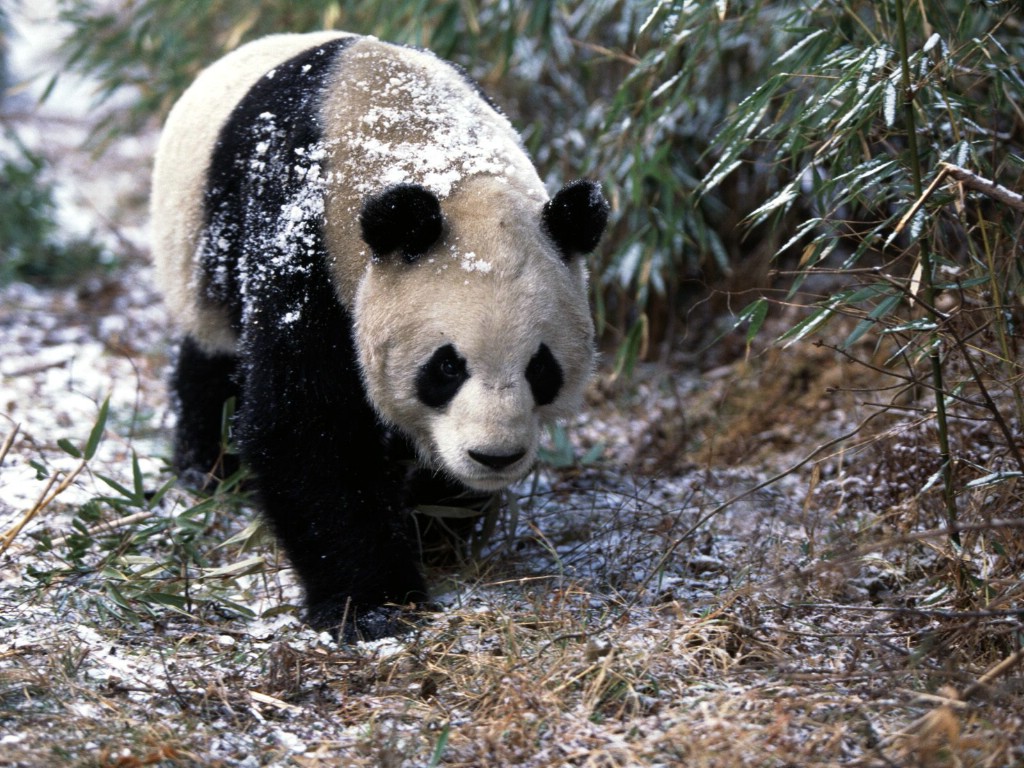 壁纸1024x768可爱国宝 大熊猫高清晰壁纸壁纸 可爱国宝！大熊猫高清晰壁纸壁纸 可爱国宝！大熊猫高清晰壁纸图片 可爱国宝！大熊猫高清晰壁纸素材 动物壁纸 动物图库 动物图片素材桌面壁纸