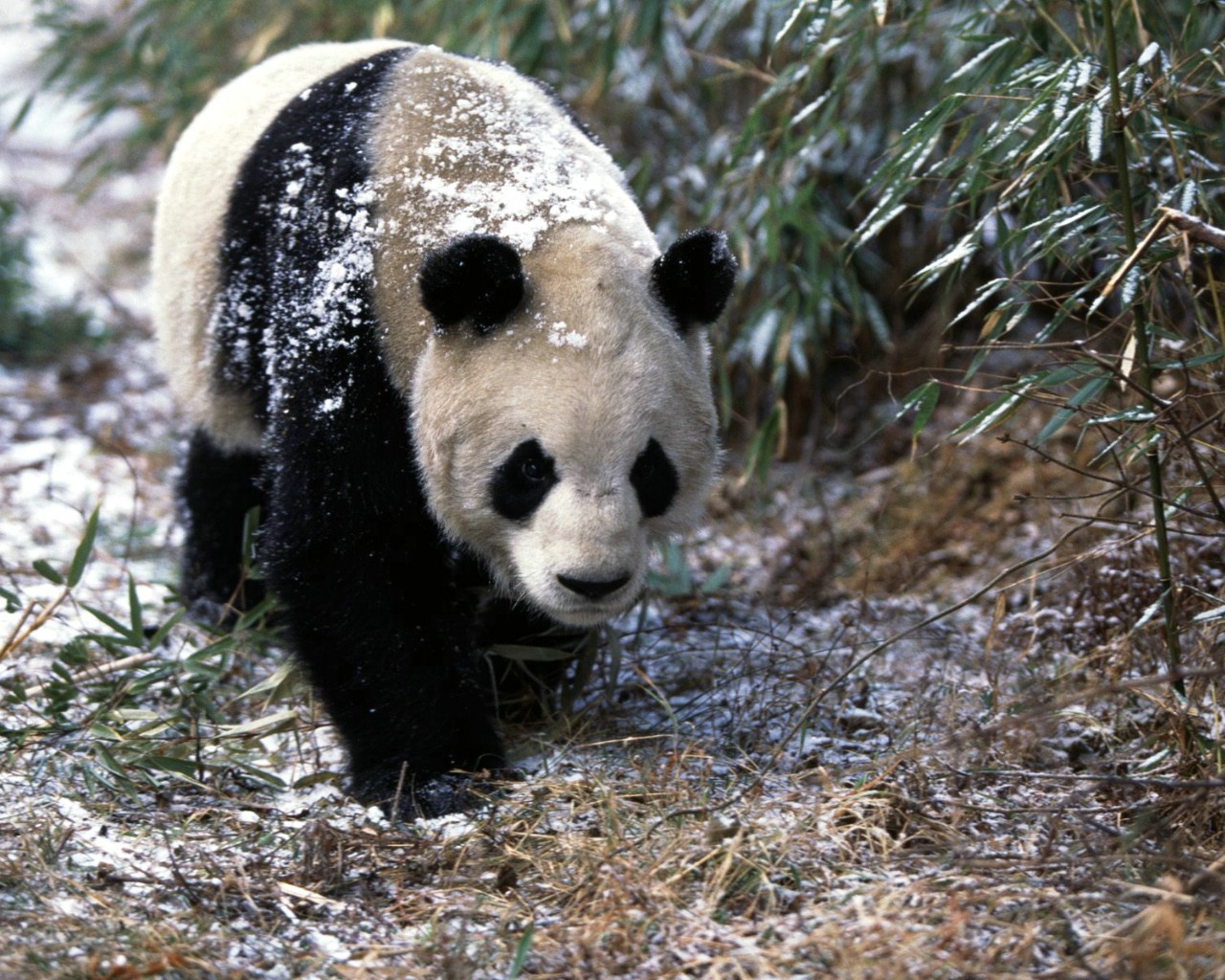 壁纸1280x1024可爱国宝 大熊猫高清晰壁纸壁纸 可爱国宝！大熊猫高清晰壁纸壁纸 可爱国宝！大熊猫高清晰壁纸图片 可爱国宝！大熊猫高清晰壁纸素材 动物壁纸 动物图库 动物图片素材桌面壁纸