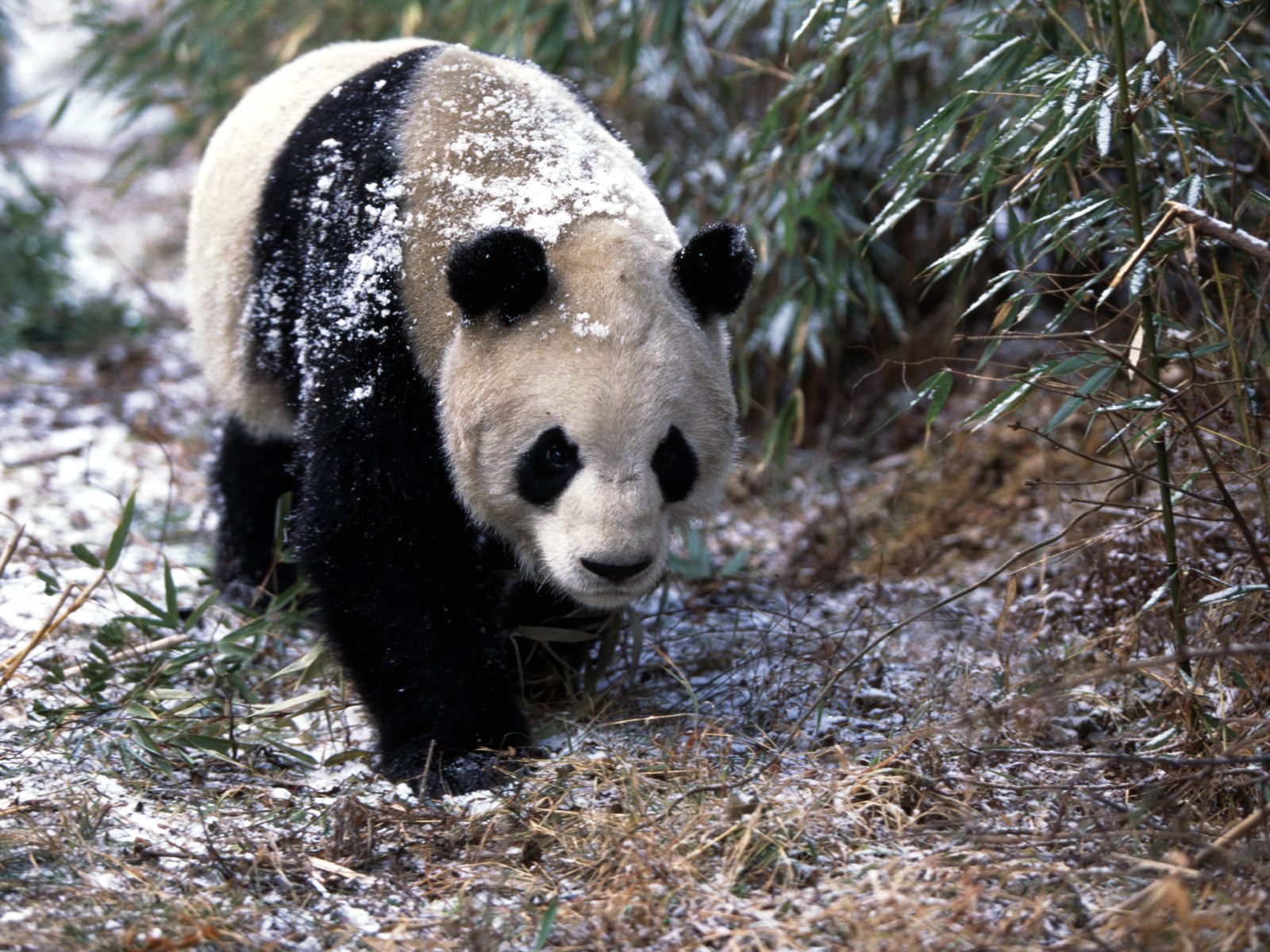 壁纸1600x1200可爱国宝 大熊猫高清晰壁纸壁纸 可爱国宝！大熊猫高清晰壁纸壁纸 可爱国宝！大熊猫高清晰壁纸图片 可爱国宝！大熊猫高清晰壁纸素材 动物壁纸 动物图库 动物图片素材桌面壁纸