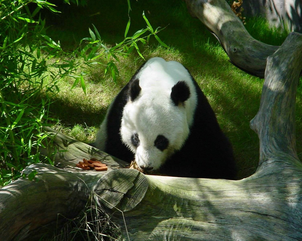 壁纸1280x1024可爱国宝 大熊猫高清晰壁纸壁纸 可爱国宝！大熊猫高清晰壁纸壁纸 可爱国宝！大熊猫高清晰壁纸图片 可爱国宝！大熊猫高清晰壁纸素材 动物壁纸 动物图库 动物图片素材桌面壁纸