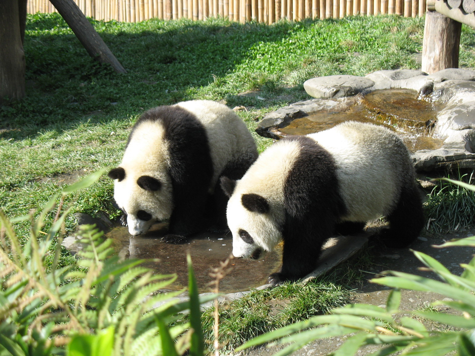 壁纸1600x1200可爱国宝 大熊猫高清晰壁纸壁纸 可爱国宝！大熊猫高清晰壁纸壁纸 可爱国宝！大熊猫高清晰壁纸图片 可爱国宝！大熊猫高清晰壁纸素材 动物壁纸 动物图库 动物图片素材桌面壁纸