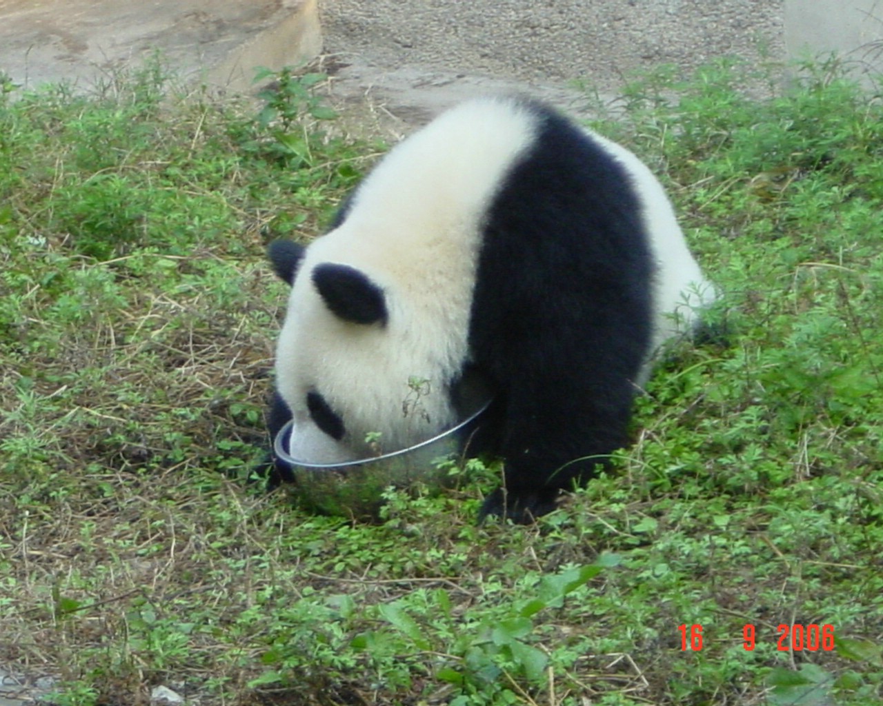 壁纸1280x1024可爱国宝 大熊猫高清晰壁纸壁纸 可爱国宝！大熊猫高清晰壁纸壁纸 可爱国宝！大熊猫高清晰壁纸图片 可爱国宝！大熊猫高清晰壁纸素材 动物壁纸 动物图库 动物图片素材桌面壁纸