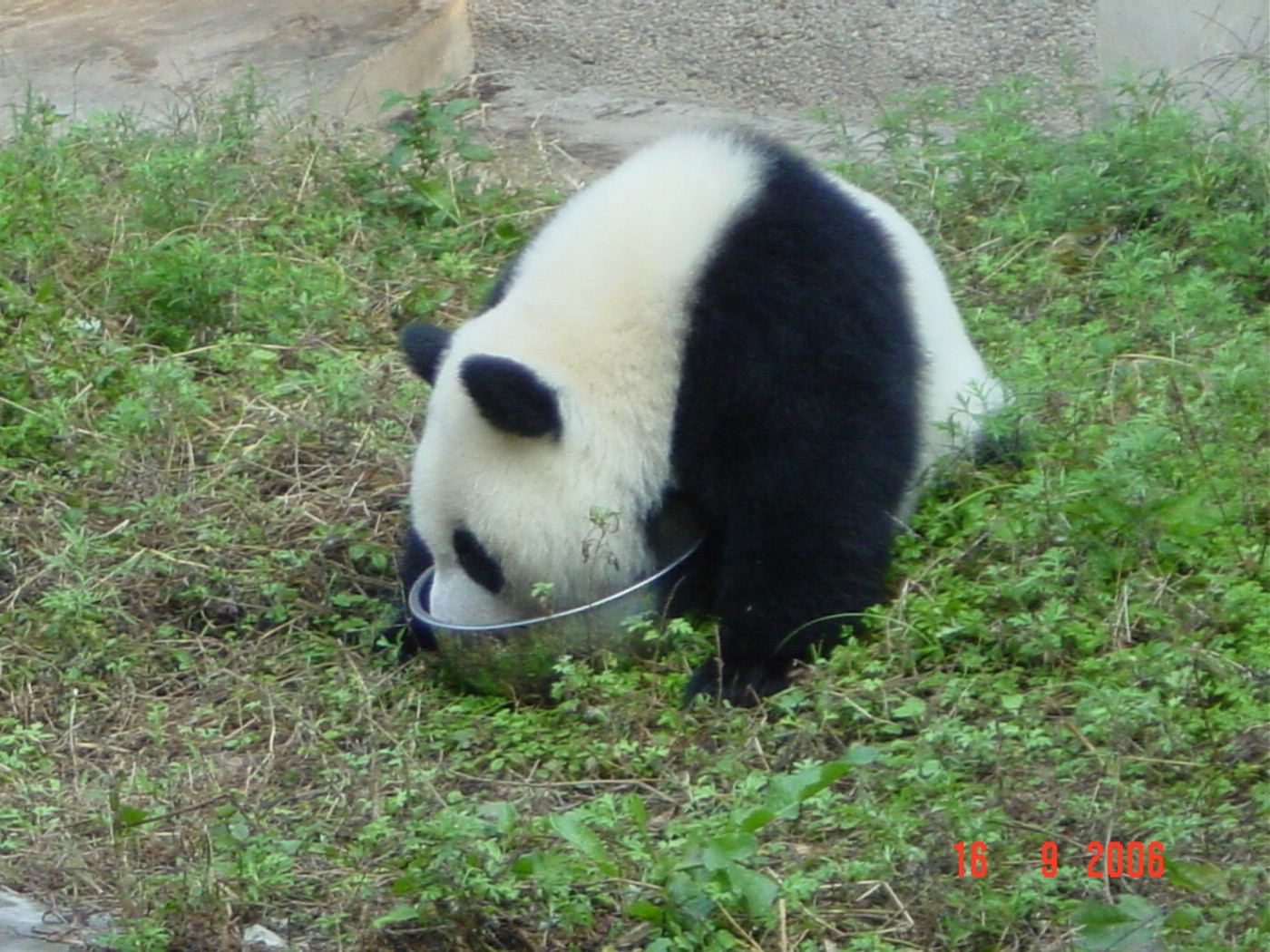 壁纸1400x1050可爱国宝 大熊猫高清晰壁纸壁纸 可爱国宝！大熊猫高清晰壁纸壁纸 可爱国宝！大熊猫高清晰壁纸图片 可爱国宝！大熊猫高清晰壁纸素材 动物壁纸 动物图库 动物图片素材桌面壁纸