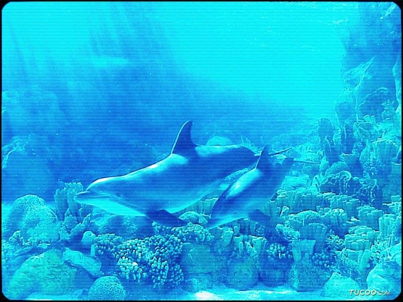 壁纸800x600可爱 海洋的生灵壁纸 可爱!海洋的生灵壁纸 可爱!海洋的生灵图片 可爱!海洋的生灵素材 动物壁纸 动物图库 动物图片素材桌面壁纸