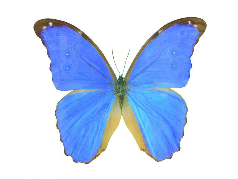壁纸800x600美丽的身姿 butterfly壁纸 美丽的身姿-butterfly壁纸 美丽的身姿-butterfly图片 美丽的身姿-butterfly素材 动物壁纸 动物图库 动物图片素材桌面壁纸