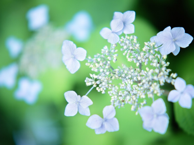 壁纸800x600山花烂漫壁纸 山花烂漫壁纸 山花烂漫图片 山花烂漫素材 动物壁纸 动物图库 动物图片素材桌面壁纸