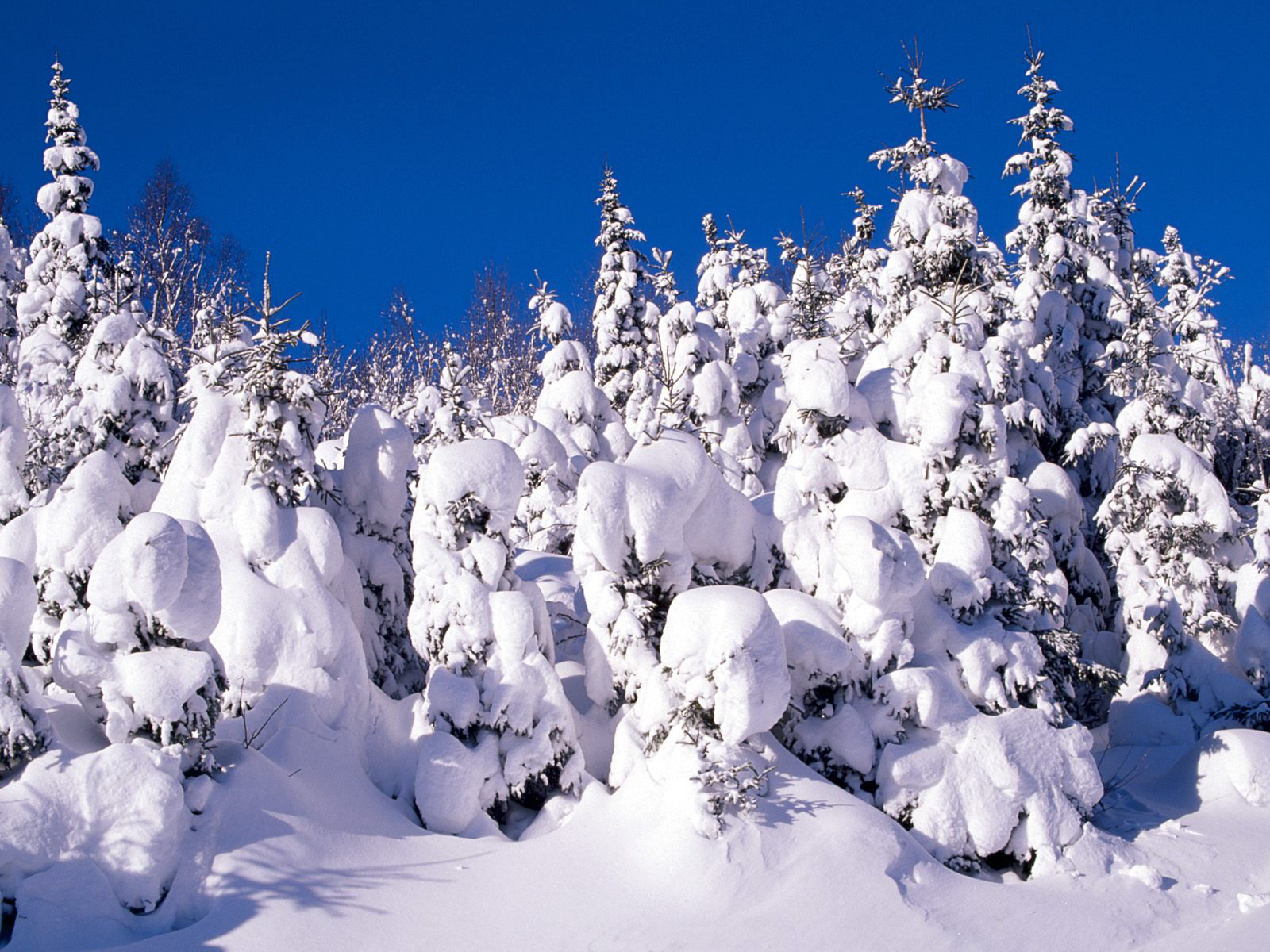 壁纸1600x1200感受冬天 冰天雪地壁纸壁纸 感受冬天！冰天雪地壁纸壁纸 感受冬天！冰天雪地壁纸图片 感受冬天！冰天雪地壁纸素材 风景壁纸 风景图库 风景图片素材桌面壁纸