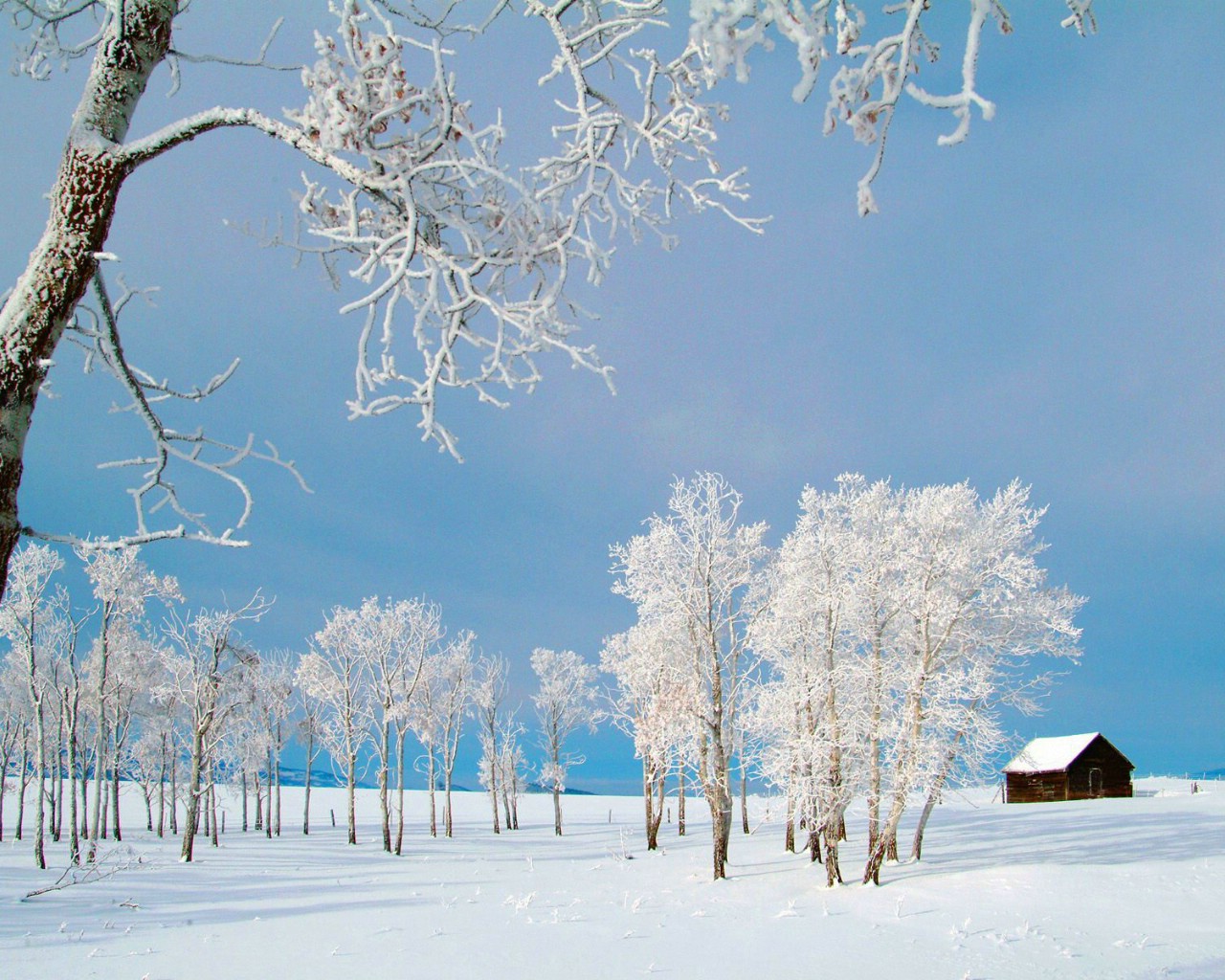 壁纸1280x1024感受冬天 冰天雪地壁纸壁纸 感受冬天！冰天雪地壁纸壁纸 感受冬天！冰天雪地壁纸图片 感受冬天！冰天雪地壁纸素材 风景壁纸 风景图库 风景图片素材桌面壁纸