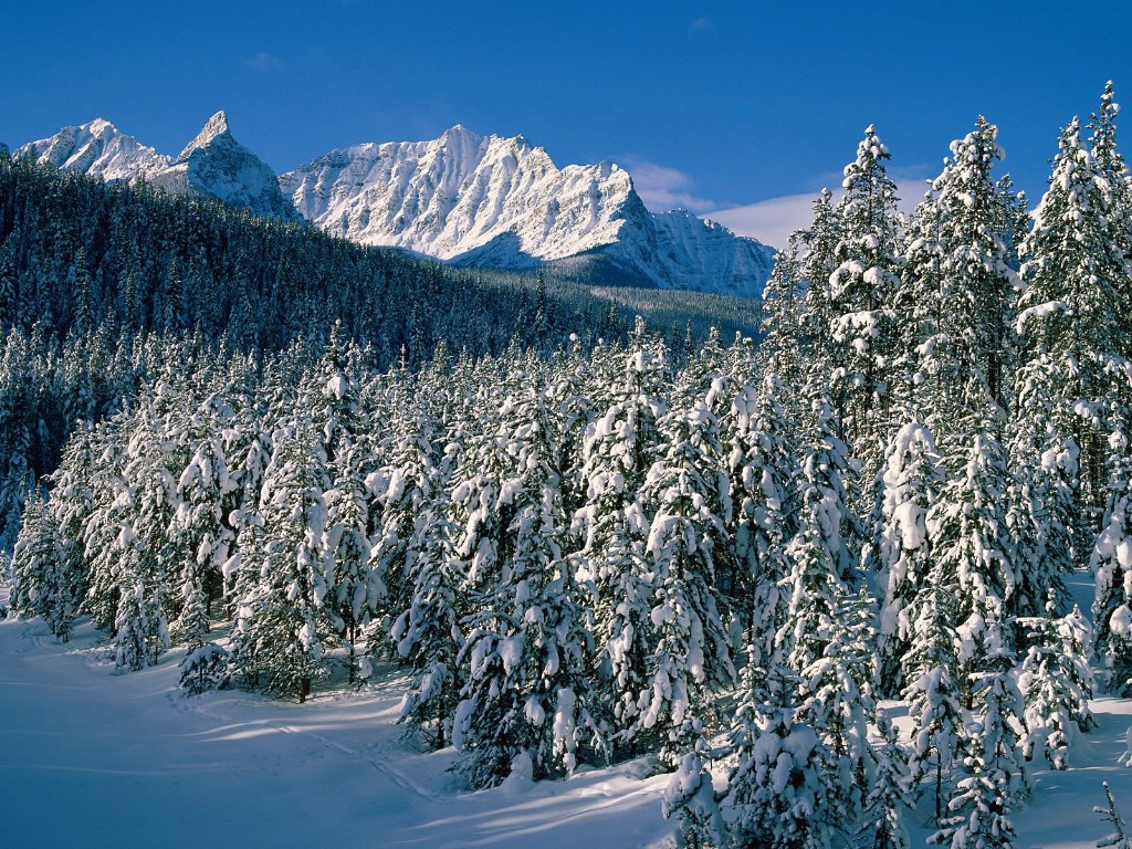 壁纸1024x768感受冬天 冰天雪地壁纸壁纸 感受冬天！冰天雪地壁纸壁纸 感受冬天！冰天雪地壁纸图片 感受冬天！冰天雪地壁纸素材 风景壁纸 风景图库 风景图片素材桌面壁纸