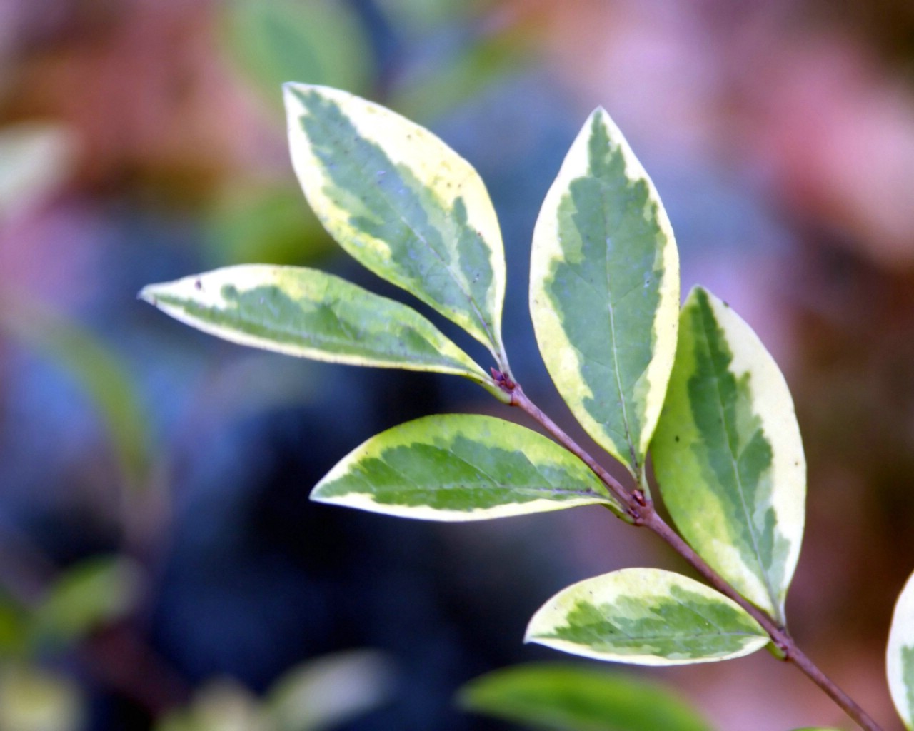 壁纸1280x1024精彩 Vista植物壁纸系列上壁纸 精彩！Vista植物壁纸系列上壁纸 精彩！Vista植物壁纸系列上图片 精彩！Vista植物壁纸系列上素材 风景壁纸 风景图库 风景图片素材桌面壁纸