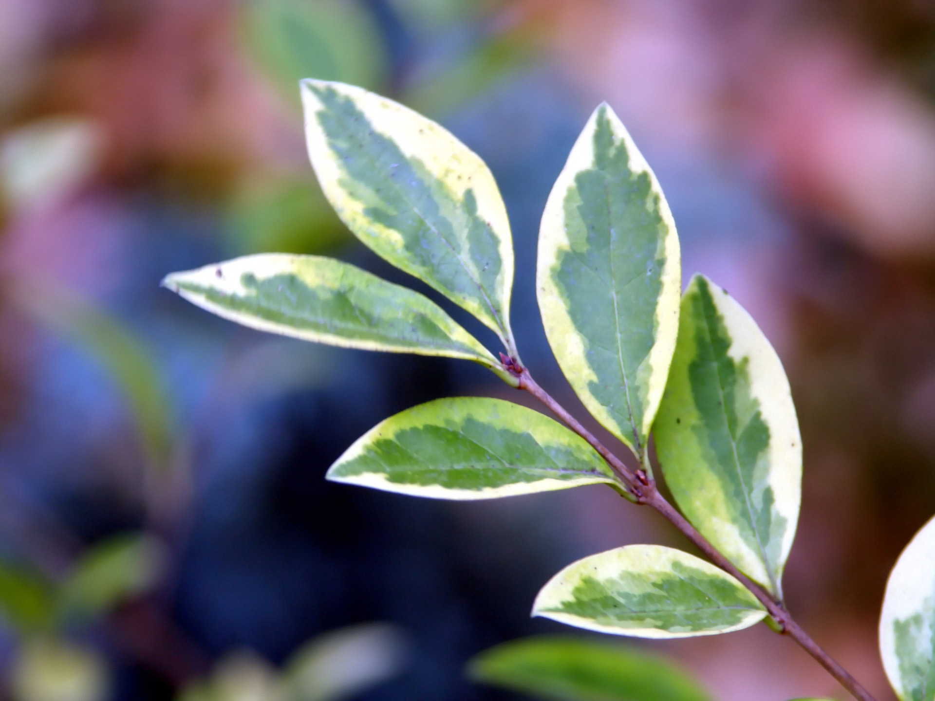 壁纸1920x1440精彩 Vista植物壁纸系列上壁纸 精彩！Vista植物壁纸系列上壁纸 精彩！Vista植物壁纸系列上图片 精彩！Vista植物壁纸系列上素材 风景壁纸 风景图库 风景图片素材桌面壁纸