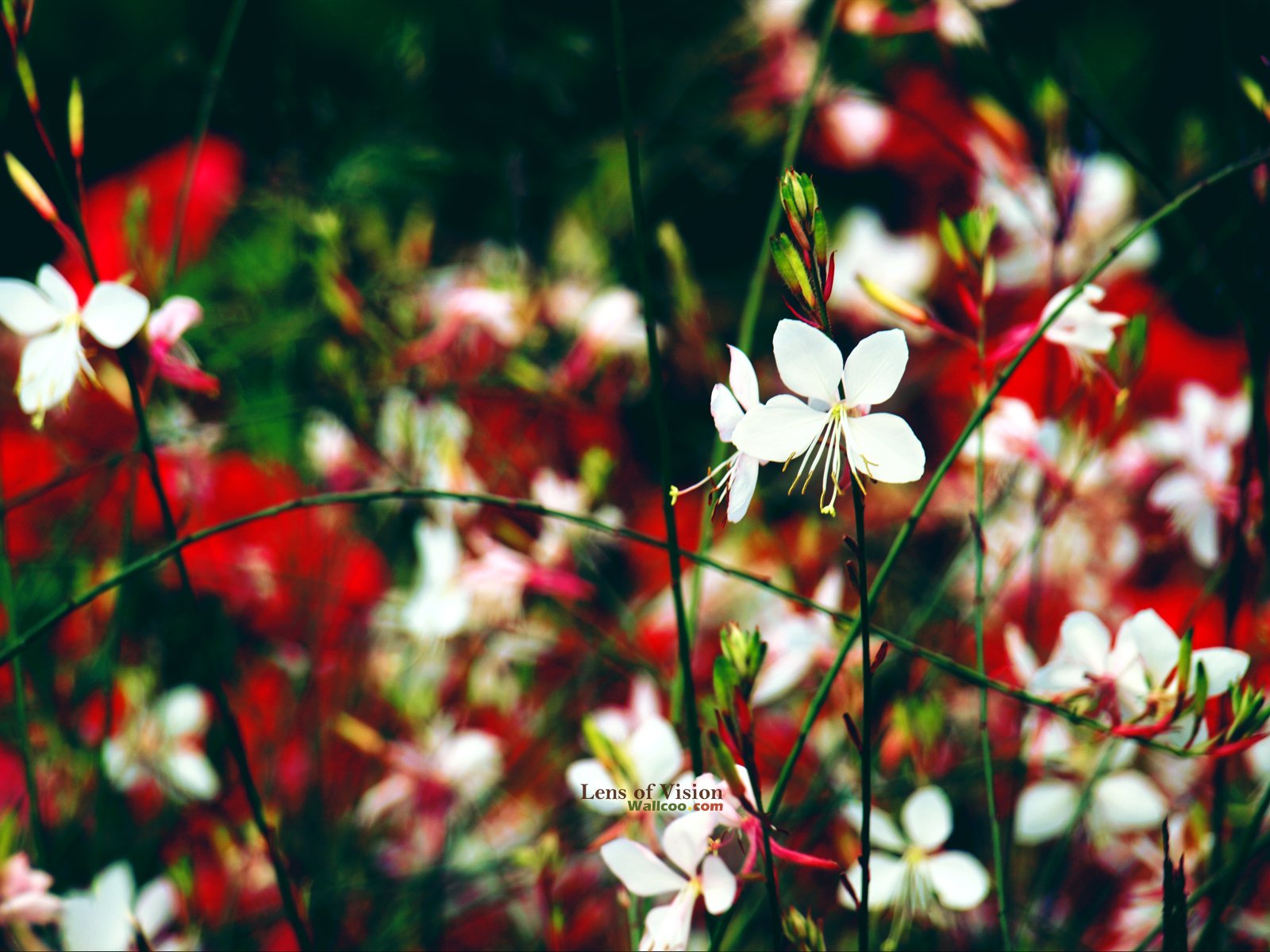 壁纸1600x1200LOMO风格花草壁纸壁纸 LOMO风格花草壁纸壁纸 LOMO风格花草壁纸图片 LOMO风格花草壁纸素材 风景壁纸 风景图库 风景图片素材桌面壁纸