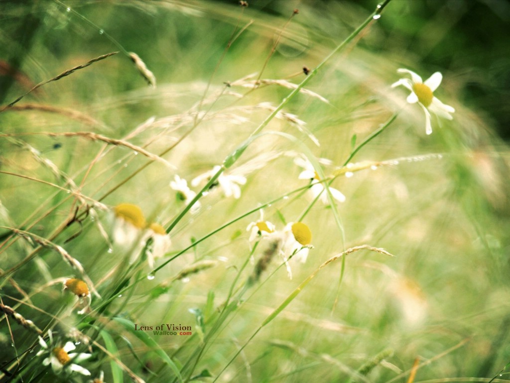 壁纸1024x768LOMO风格花草壁纸壁纸 LOMO风格花草壁纸壁纸 LOMO风格花草壁纸图片 LOMO风格花草壁纸素材 风景壁纸 风景图库 风景图片素材桌面壁纸