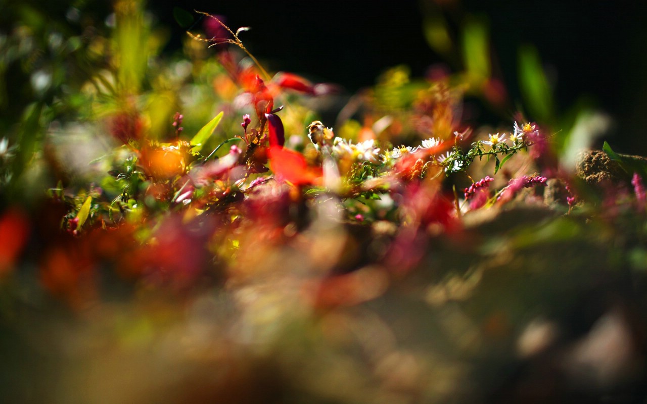 壁纸1280x800自然随拍暗调风景壁纸壁纸 自然随拍暗调风景壁纸壁纸 自然随拍暗调风景壁纸图片 自然随拍暗调风景壁纸素材 风景壁纸 风景图库 风景图片素材桌面壁纸