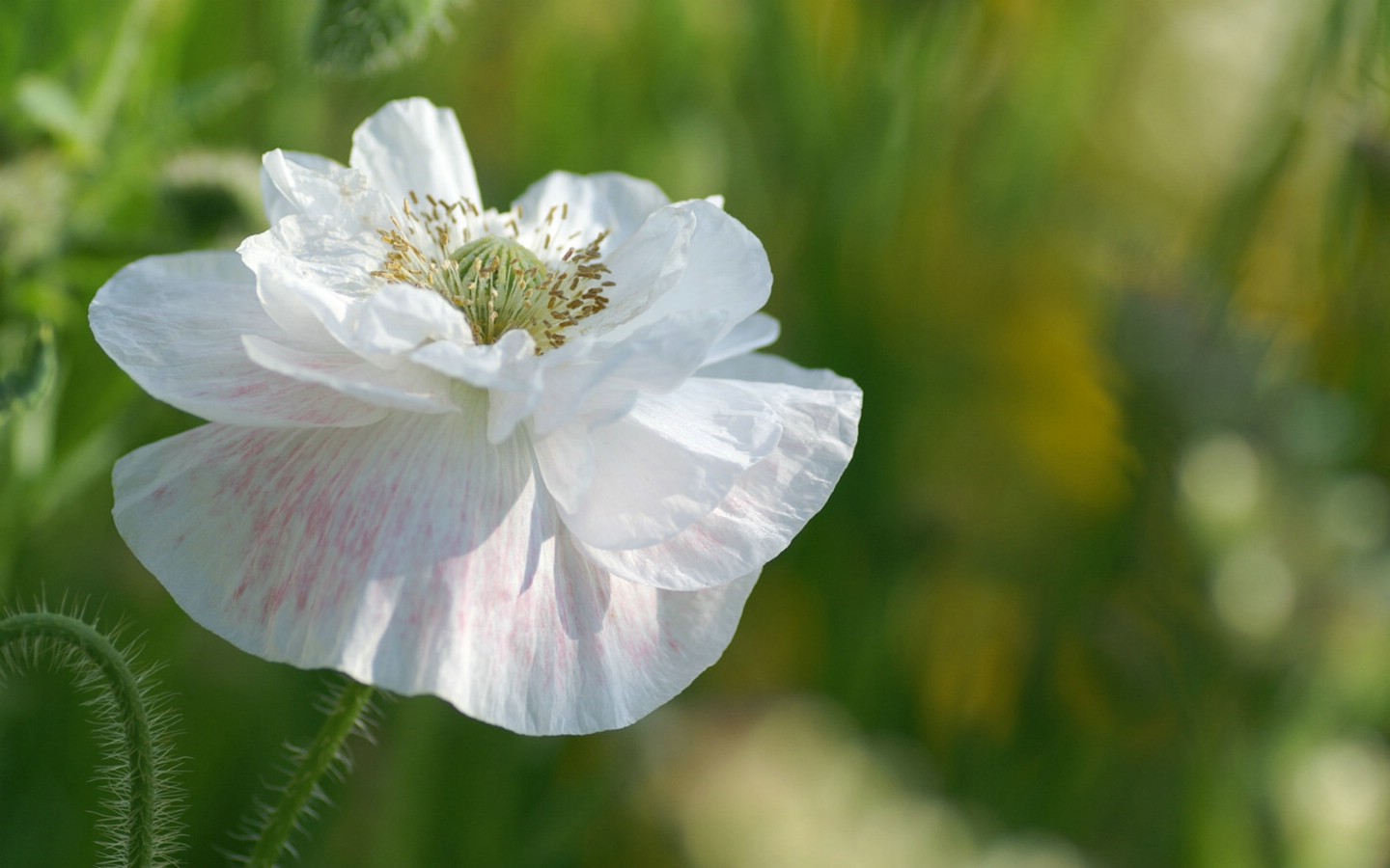 壁纸1440x900灿烂花朵特写壁纸壁纸 灿烂花朵特写壁纸壁纸 灿烂花朵特写壁纸图片 灿烂花朵特写壁纸素材 植物壁纸 植物图库 植物图片素材桌面壁纸