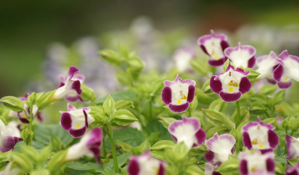 壁纸1024x600灿烂花朵特写壁纸壁纸 灿烂花朵特写壁纸壁纸 灿烂花朵特写壁纸图片 灿烂花朵特写壁纸素材 植物壁纸 植物图库 植物图片素材桌面壁纸