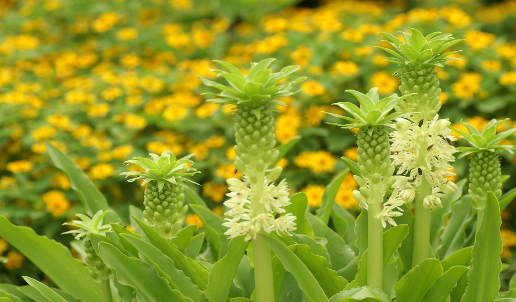 壁纸1024x600灿烂花朵特写壁纸壁纸 灿烂花朵特写壁纸壁纸 灿烂花朵特写壁纸图片 灿烂花朵特写壁纸素材 植物壁纸 植物图库 植物图片素材桌面壁纸