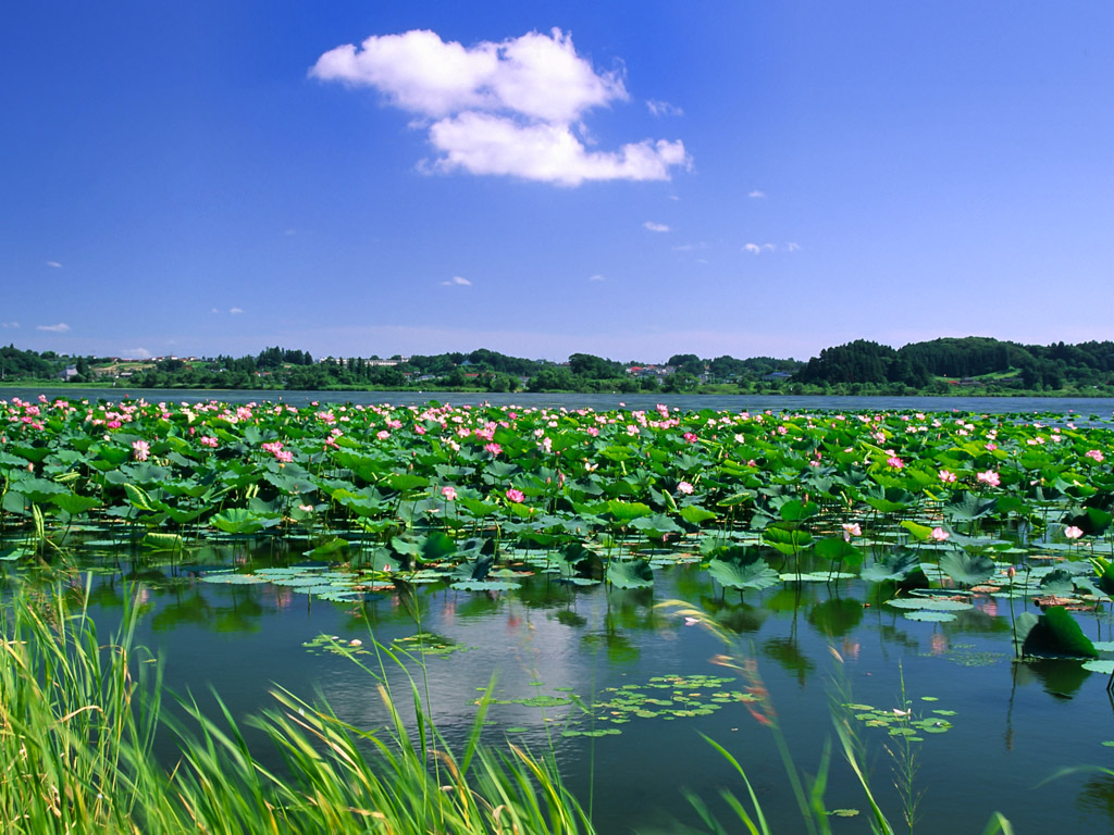 壁纸1024x768花开的季节精美壁纸壁纸 花开的季节精美壁纸壁纸 花开的季节精美壁纸图片 花开的季节精美壁纸素材 植物壁纸 植物图库 植物图片素材桌面壁纸