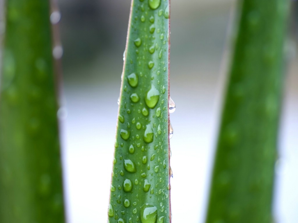 壁纸1024x768精美Vista花草壁纸特辑 1壁纸 精美Vista花草壁纸特辑(1)壁纸 精美Vista花草壁纸特辑(1)图片 精美Vista花草壁纸特辑(1)素材 植物壁纸 植物图库 植物图片素材桌面壁纸