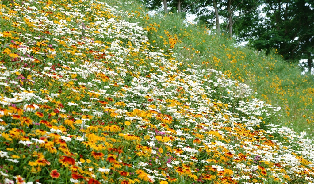 壁纸1024x600宽屏高清晰花卉写真上集壁纸 宽屏高清晰花卉写真上集壁纸 宽屏高清晰花卉写真上集图片 宽屏高清晰花卉写真上集素材 植物壁纸 植物图库 植物图片素材桌面壁纸