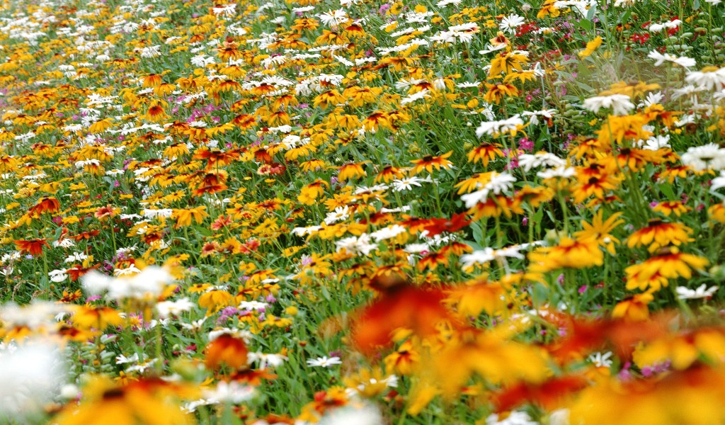 壁纸1024x600宽屏高清晰花卉写真上集壁纸 宽屏高清晰花卉写真上集壁纸 宽屏高清晰花卉写真上集图片 宽屏高清晰花卉写真上集素材 植物壁纸 植物图库 植物图片素材桌面壁纸