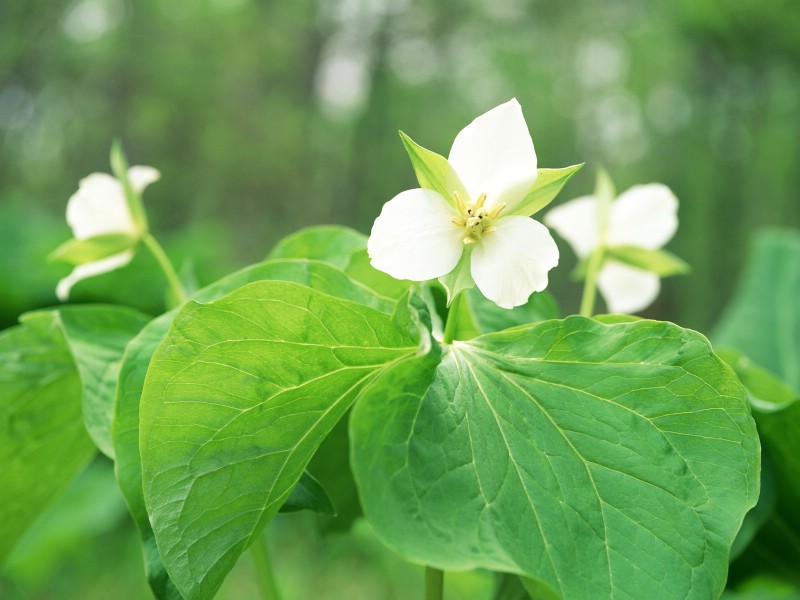 壁纸800x600山花烂漫高清壁纸壁纸 山花烂漫高清壁纸壁纸 山花烂漫高清壁纸图片 山花烂漫高清壁纸素材 植物壁纸 植物图库 植物图片素材桌面壁纸