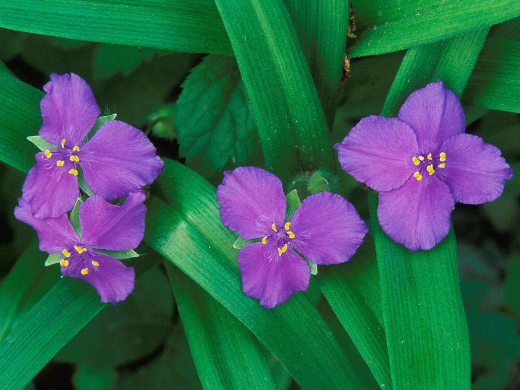 壁纸1024x768鲜花桌面壁纸03壁纸 鲜花桌面壁纸03壁纸 鲜花桌面壁纸03图片 鲜花桌面壁纸03素材 植物壁纸 植物图库 植物图片素材桌面壁纸