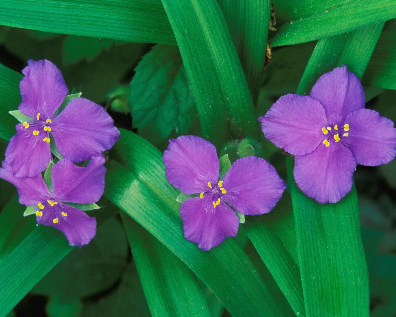 壁纸1280x1024鲜花桌面壁纸03壁纸 鲜花桌面壁纸03壁纸 鲜花桌面壁纸03图片 鲜花桌面壁纸03素材 植物壁纸 植物图库 植物图片素材桌面壁纸